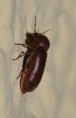 Anobiinae