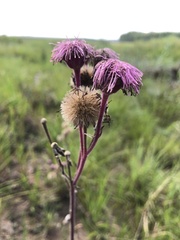 Campuloclinium macrocephalum