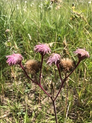 Campuloclinium macrocephalum