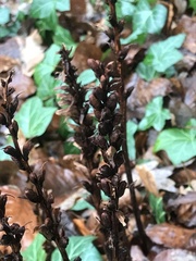 Orobanche hederae