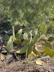 Opuntia anahuacensis