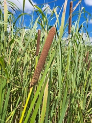Typha capensis