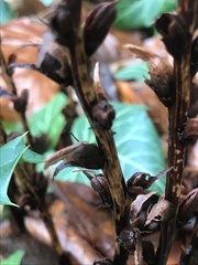 Orobanche hederae