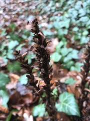 Orobanche hederae