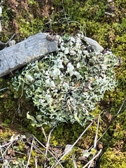 Cladonia