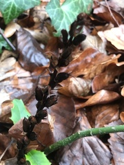 Orobanche hederae