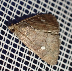 Amyna axis
