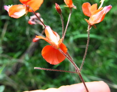 Hylodesmum repandum