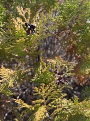 Platycladus orientalis