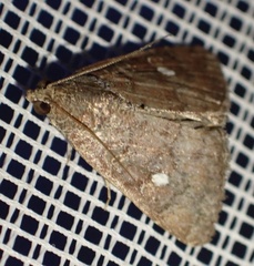 Amyna axis