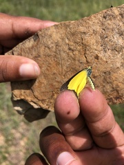 Lepidoptera