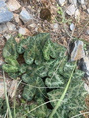 Cyclamen graecum graecum