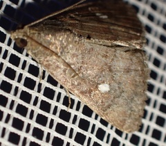 Amyna axis