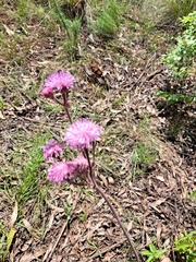 Campuloclinium macrocephalum
