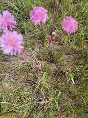 Campuloclinium macrocephalum