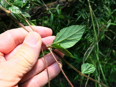 Hylodesmum repandum