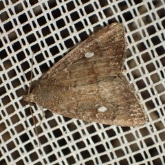 Amyna axis