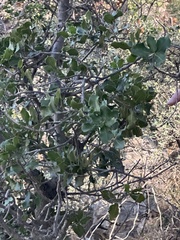 Quercus coccifera