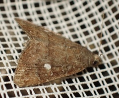 Amyna axis