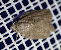 Garella