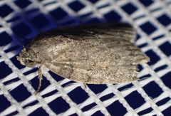 Garella