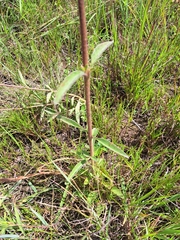 Campuloclinium macrocephalum