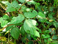 Hylodesmum repandum