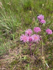 Campuloclinium macrocephalum