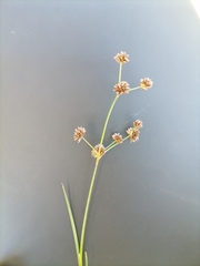 Juncus oxycarpus