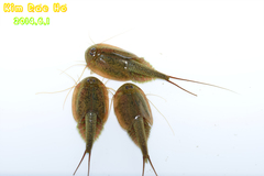 Triops