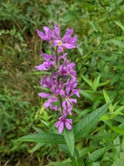 Lythrum salicaria