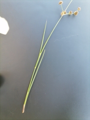 Juncus oxycarpus