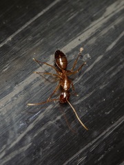 Camponotus sansabeanus