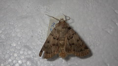 Epipsilia grisescens