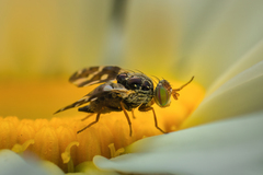 Sphaeniscus