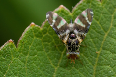 Sphaeniscus