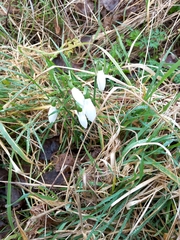Galanthus nivalis