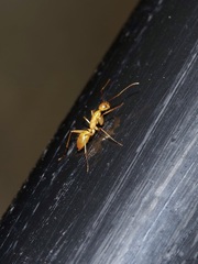 Camponotus festinatus