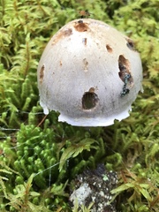 Cortinarius camphoratus