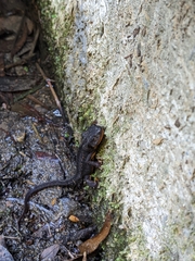 Cynops ensicauda ensicauda