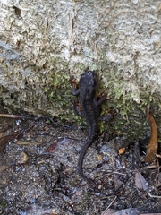 Cynops ensicauda ensicauda