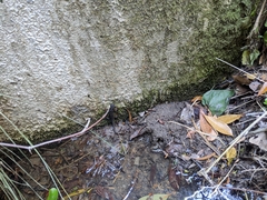 Cynops ensicauda ensicauda