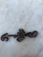 Thaumetopoea pityocampa