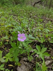 Geranium maculatum