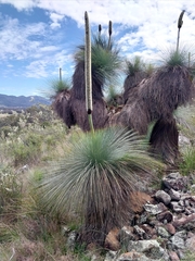 Xanthorrhoea glauca