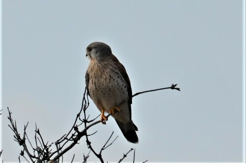 Cernícalo vulgar (Falco tinnunculus)
