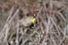 Genista pilosa