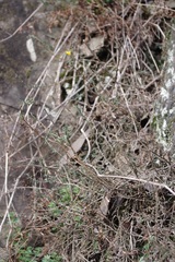 Genista pilosa