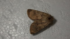 Epipsilia grisescens