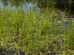 Eleocharis mamillata